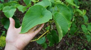 Les secrets du kava, cette plante méconnue